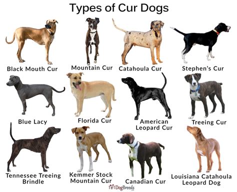 pictures of cur dogs|different types of cur dogs.